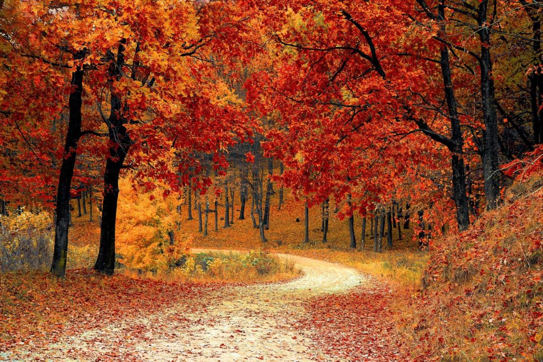 fall-1072821_1920-min