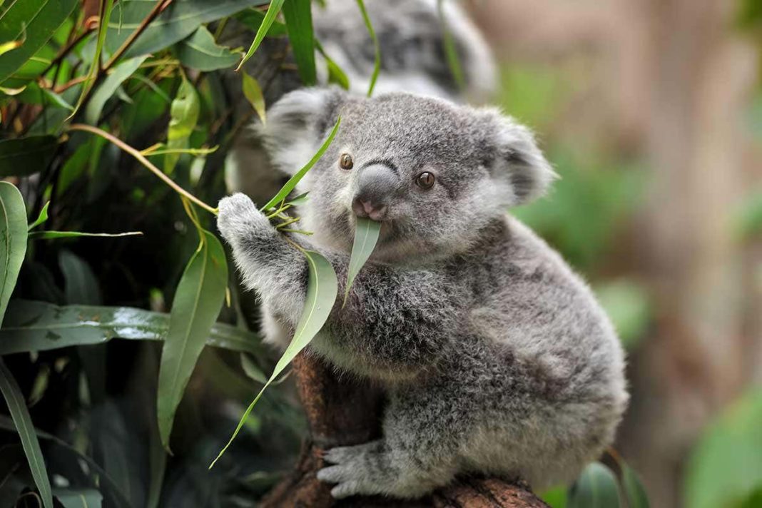 Populațiile de koala, în declin