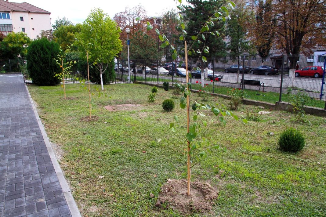 Pieţe Prest Râmnicu Vâlcea a continuat încă de la începutul lunii programul de plantări de arbori și arbuști pe domeniul public