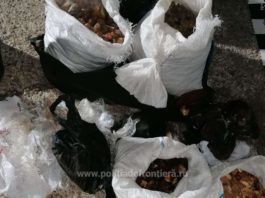 11 saci de pietre semipreţioase, confiscaţi la frontiera cu Ucraina