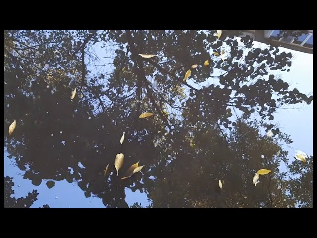 Parcări sau bălţi