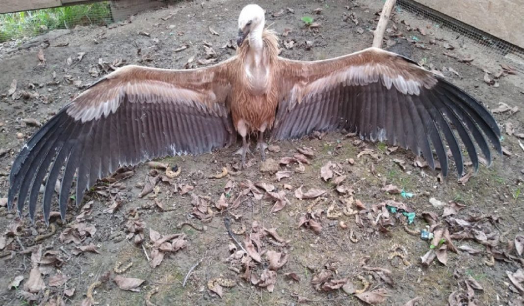 Un vultur sur, specie dispărută în România, a fost găsit în Lunca Mureșului