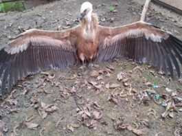 Un vultur sur, specie dispărută în România, a fost găsit în Lunca Mureșului