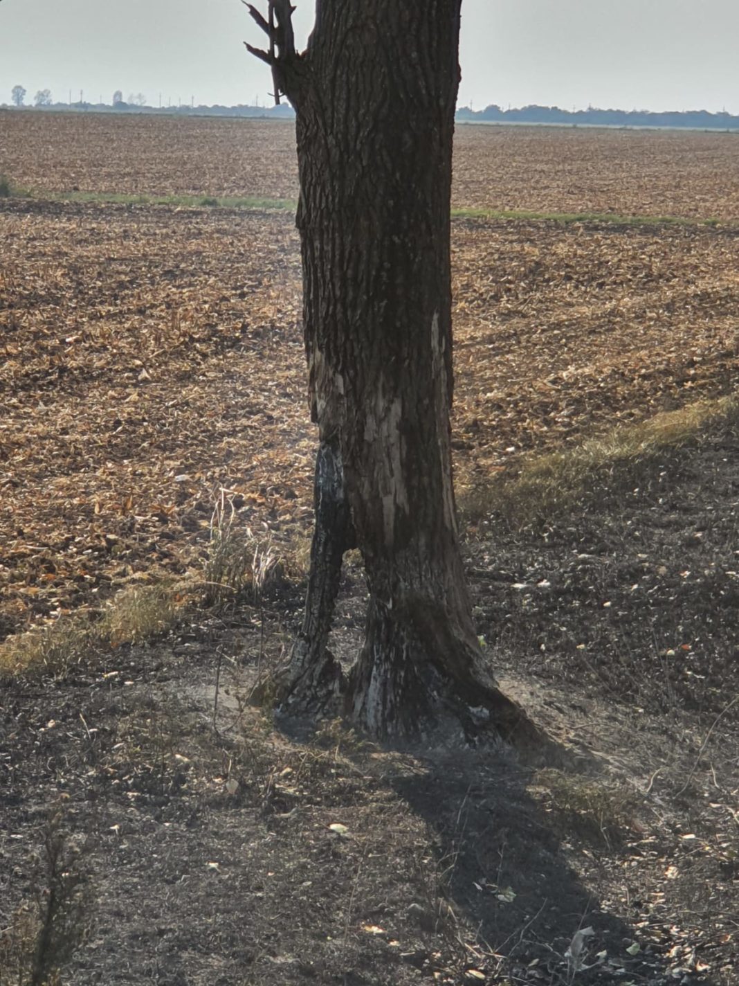 Trunchi de copac rămas după incendiu