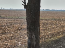 Trunchi de copac rămas după incendiu