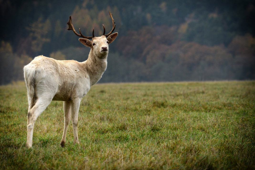 Un cerb și-a salvat viața, după ce a furat puşca vânătorului