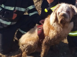 Un câine Saint-Bernard orb s-a ghidat după vocea unui pompier și a fost salvat dintr-un lac