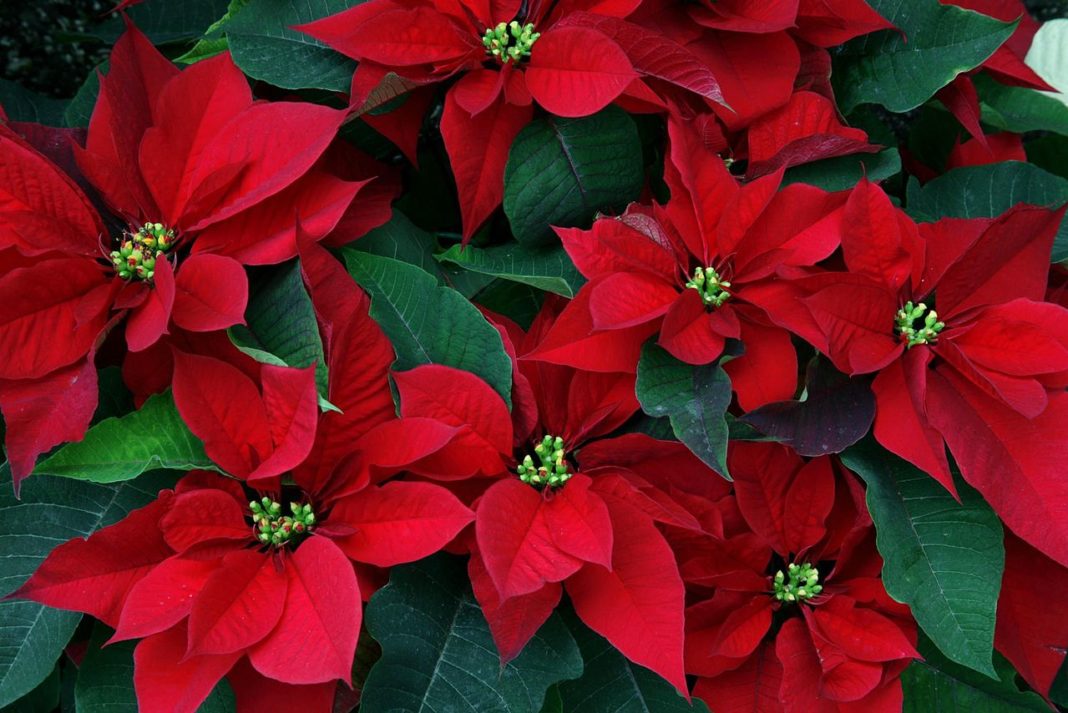 Cum îngrijim Poinsettia (Crăciunița sau Steaua Crăciunului)