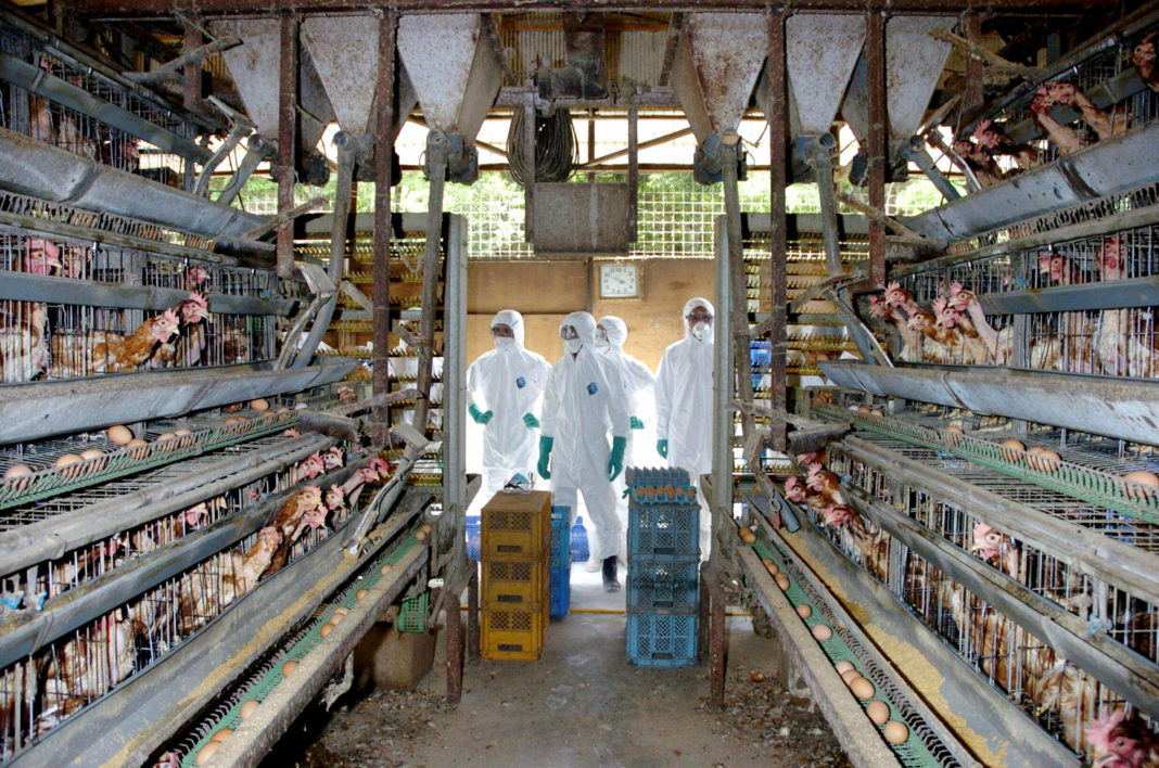 Japonezii au eutanasiat sute de mii de păsări după izbucnirea gripei aviare