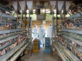 Japonezii au eutanasiat sute de mii de păsări după izbucnirea gripei aviare
