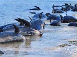 Aproape 100 de balene-pilot şi delfini au murit după ce au eşuat în sudul Noii Zeelande