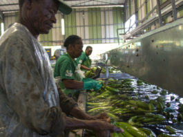 Muncitori la plantațiile de babane din Guadelupe, teritoriu francez, spală bananele destinate exportului. Sursa foto: Profimedia Images