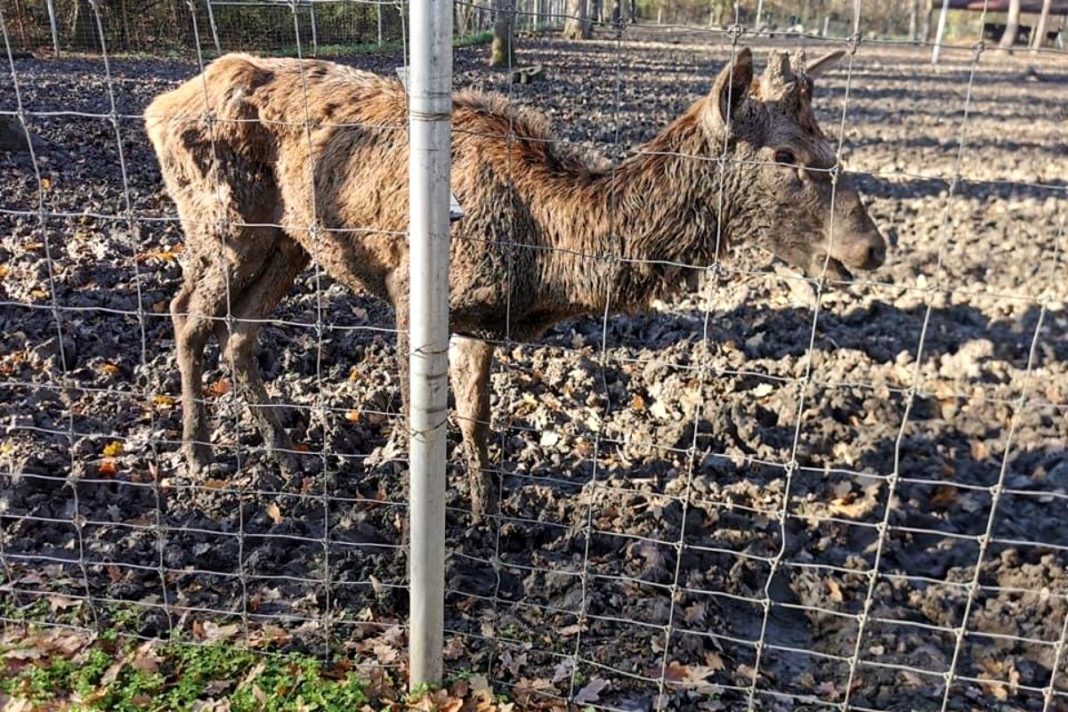 Primăria Timişoara închide grădina zoologică pe termen nelimitat