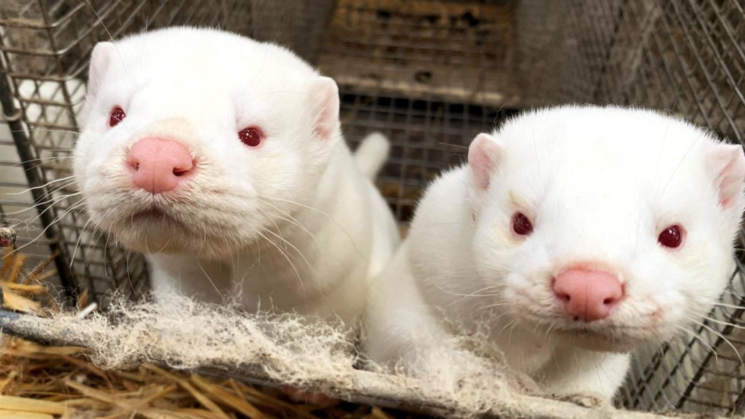 Danemarca va eutanasia toate nurcile din ferme de teama unei mutaţii care ar afecta vaccinul anti-COVID