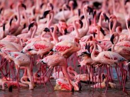 O insulă roz a apărut pe un lac din nordul Kazahstanului. Sute de păsări flamingo s-au oprit să se odihnească