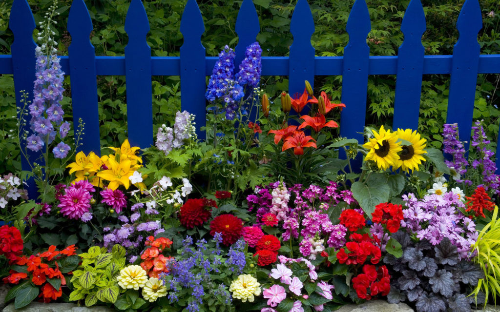 Cum punem la iernat bulbii florilor de vară