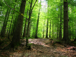 Ministerul Mediului: Alte peste 3.700 de hectare de păduri cvasi-virgine intră sub protecţie totală