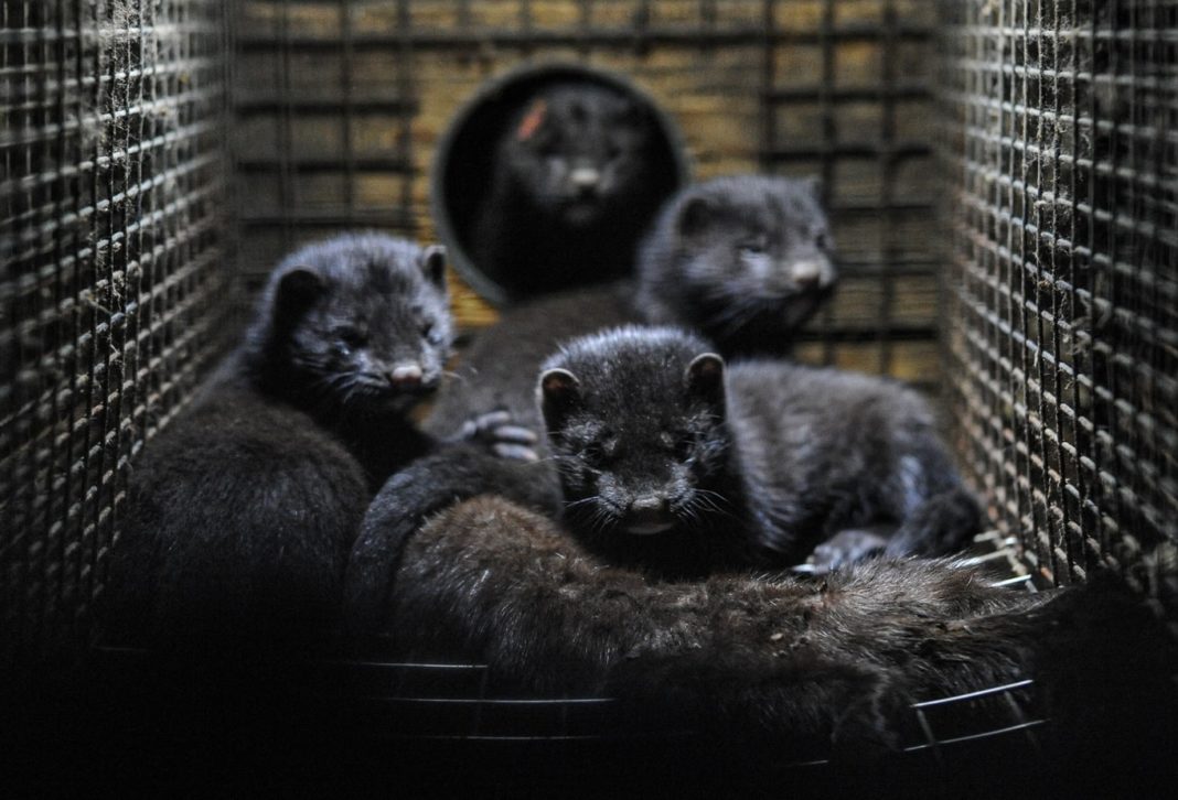 Danemarca anunță că noua tulpină apărută la fermele de nurci „cel mai probabil” a dispărut