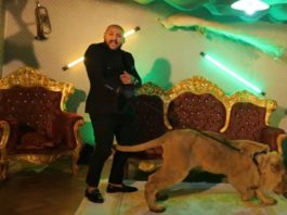 Poliția a confiscat leul rănit care a apărut în videoclipul unui manelist