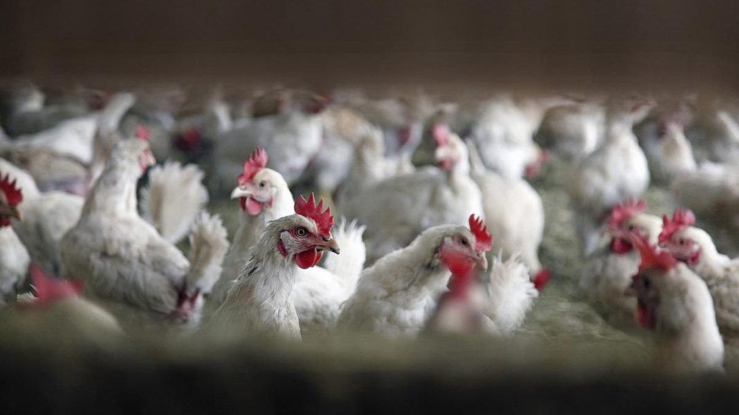 Un prim caz de gripă aviară descoperit în Corsica