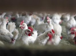 Un prim caz de gripă aviară descoperit în Corsica