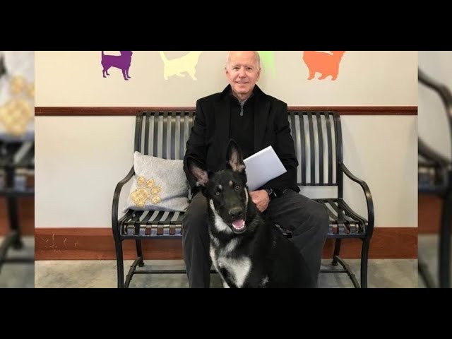 Biden are fracturi la nivelul piciorului după ce a alunecat în timp ce se juca cu câinele său