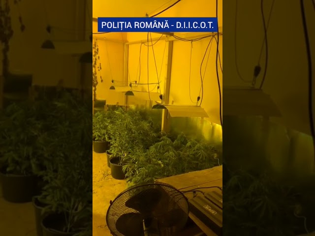 Cultură indoor de cannabis, descoperită la Craiova