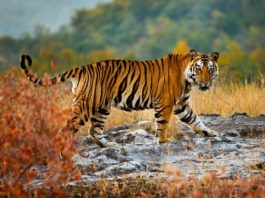 Un tigru din India a parcurs 3.000 km în nouă luni