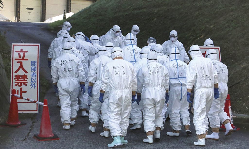 Japonia: 1 milion de găini sacrificate după apariția unui focar de gripă aviară