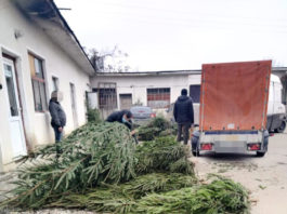 Polițiștii vîlceni au efectuat acțiuni pentru depistarea transporturilor ilegale de material lemnos și pomi de Crăciun