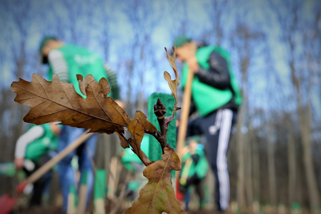 Peste 3,5 milioane de puieți forestieri vor fi plantați de Regia Națională a Pădurilor – Romsilva în cursul campaniei de împăduriri de toamnă
