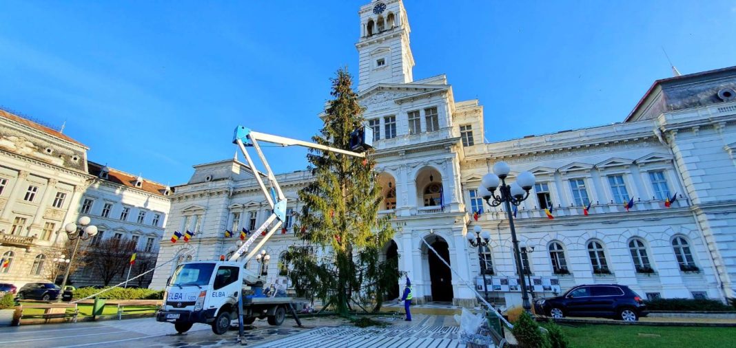 Primăria Arad a schimbat bradul din centrul orașului pentru că era prea urât