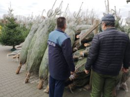 Peste 4.000 de pomi de Crăciun, confiscaţi de poliţişti în ultima săptămână