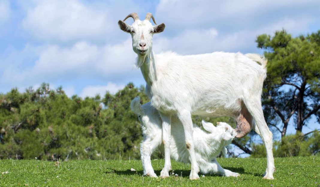 O proteină din laptele de capră ar putea fi folosită la combaterea Covid-19