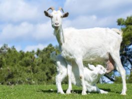 O proteină din laptele de capră ar putea fi folosită la combaterea Covid-19