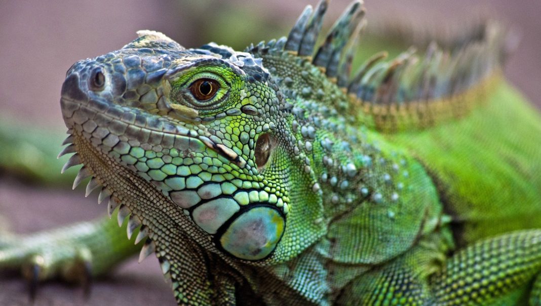 Zeci de reptile ascunse în păpuși, găsite într-un aeroport din Germania