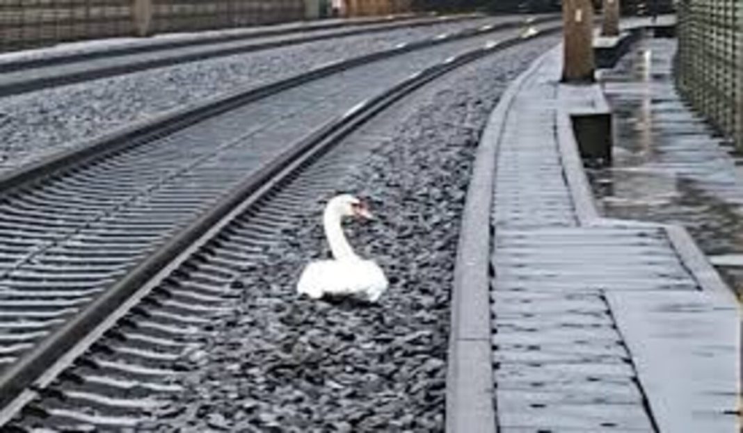 O lebădă în doliu a blocat peste 20 de trenuri, în Germania