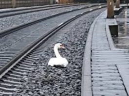 O lebădă în doliu a blocat peste 20 de trenuri, în Germania