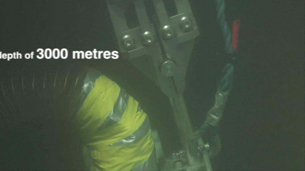 Noi specii descoperite în adevărate „oraşe” de pe fundul Oceanului Atlantic