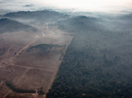 Defrişările din regiunile amazoniene împădurite din Brazilia au atins cel mai înalt nivel din ultimii 12 ani