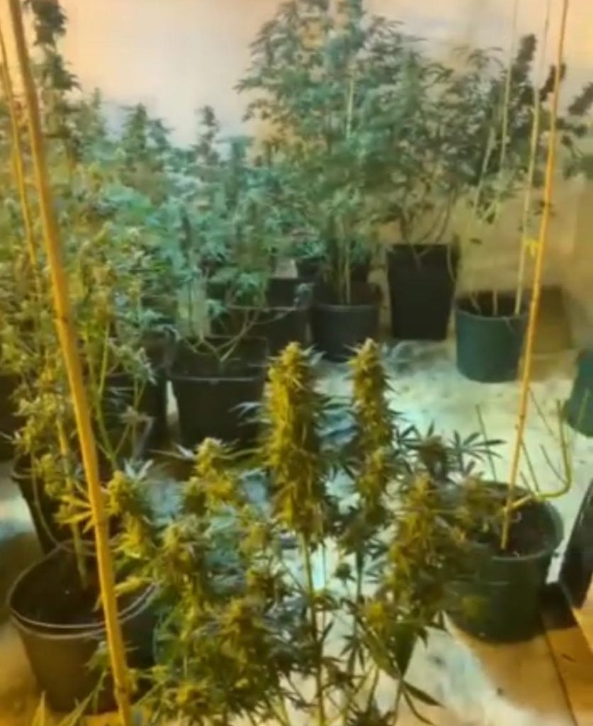 Cultivator de canabis, condamnat cu executare