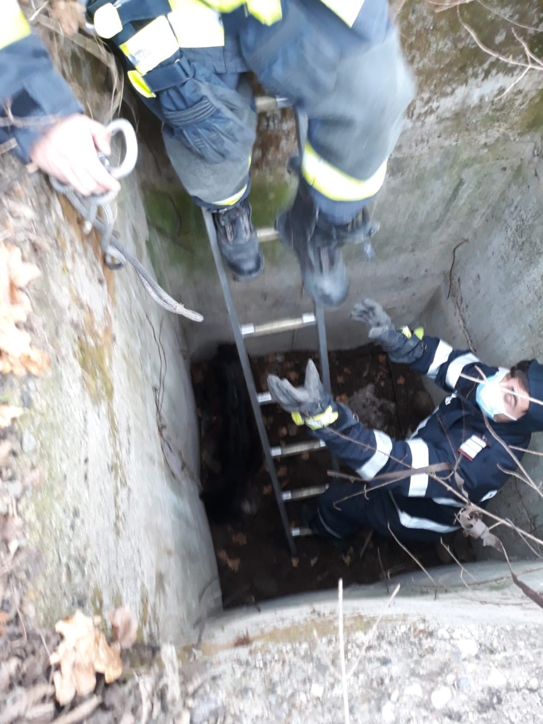 Ied căzut într-un bazin de beton, salvat de pompieri