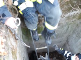 Ied căzut într-un bazin de beton, salvat de pompieri