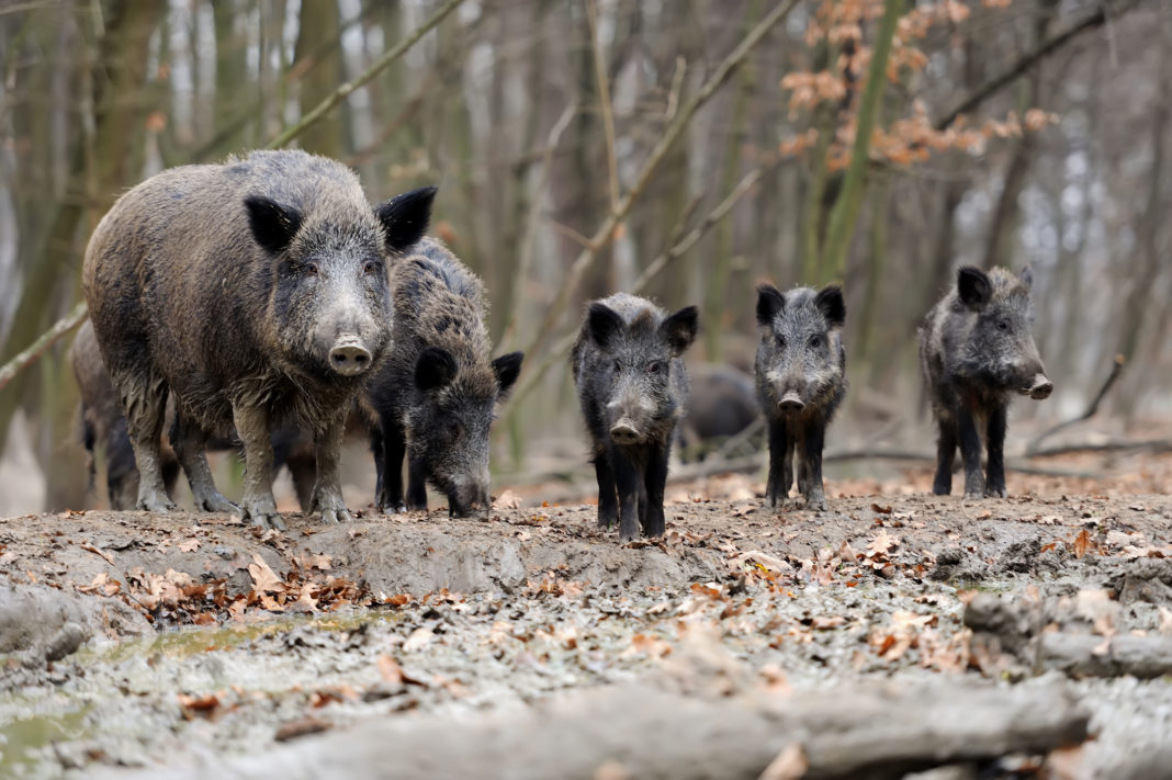 Pesta porcină africană, confirmată pe două fonduri de vânătoare din Bistrița-Năsăud