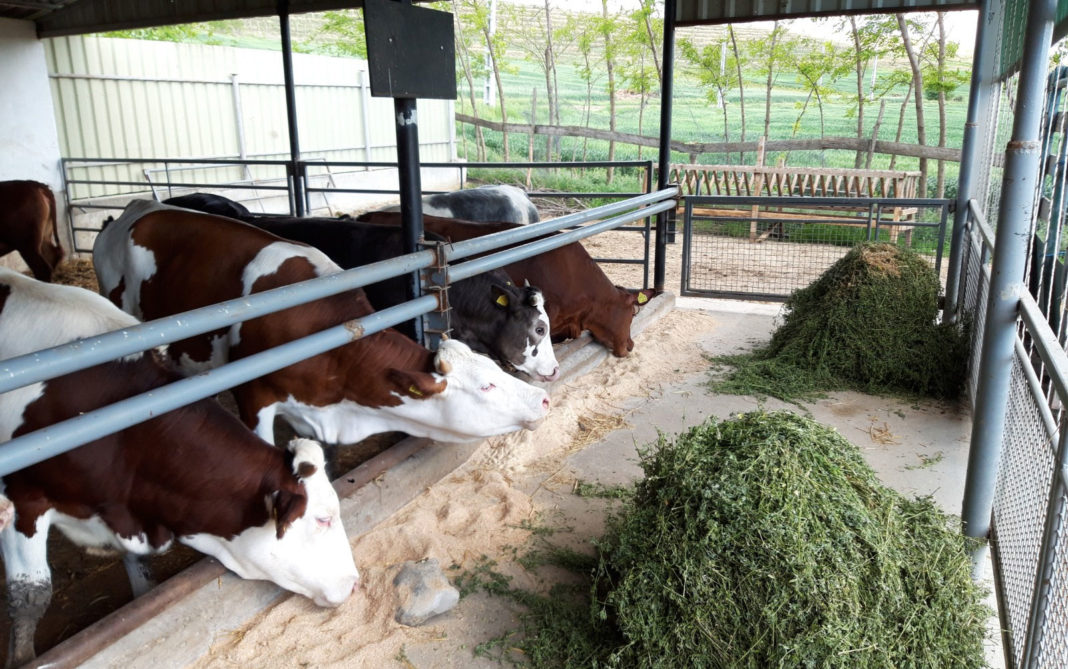 UE a aprobat comercializare unui aditiv furajer care reduce emisiile de metan generate de vacile din ferme