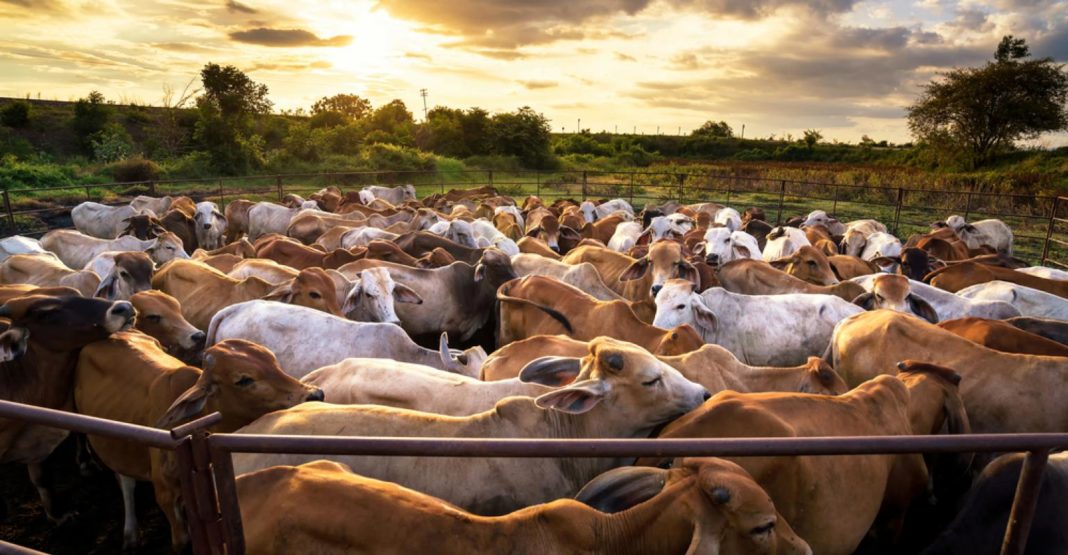 Carnea organică, la fel de costisitoare pentru schimbările climatice precum cea obținută tradițional