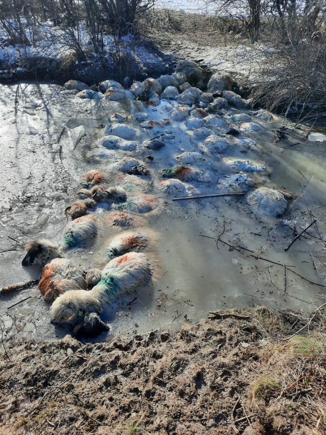 Zeci de oi găsite moarte, în Olt. Ciobanul este de negăsit