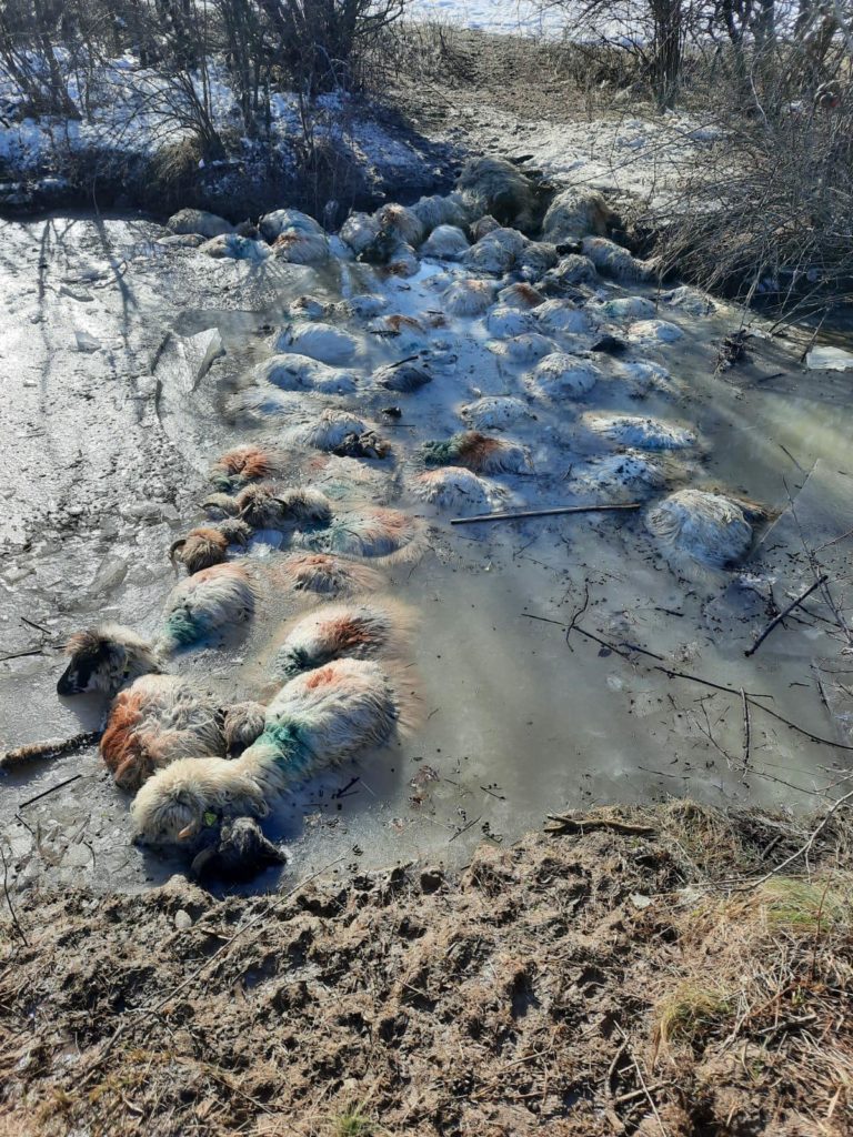 Zeci de oi găsite moarte, în Olt. Ciobanul este de negăsit