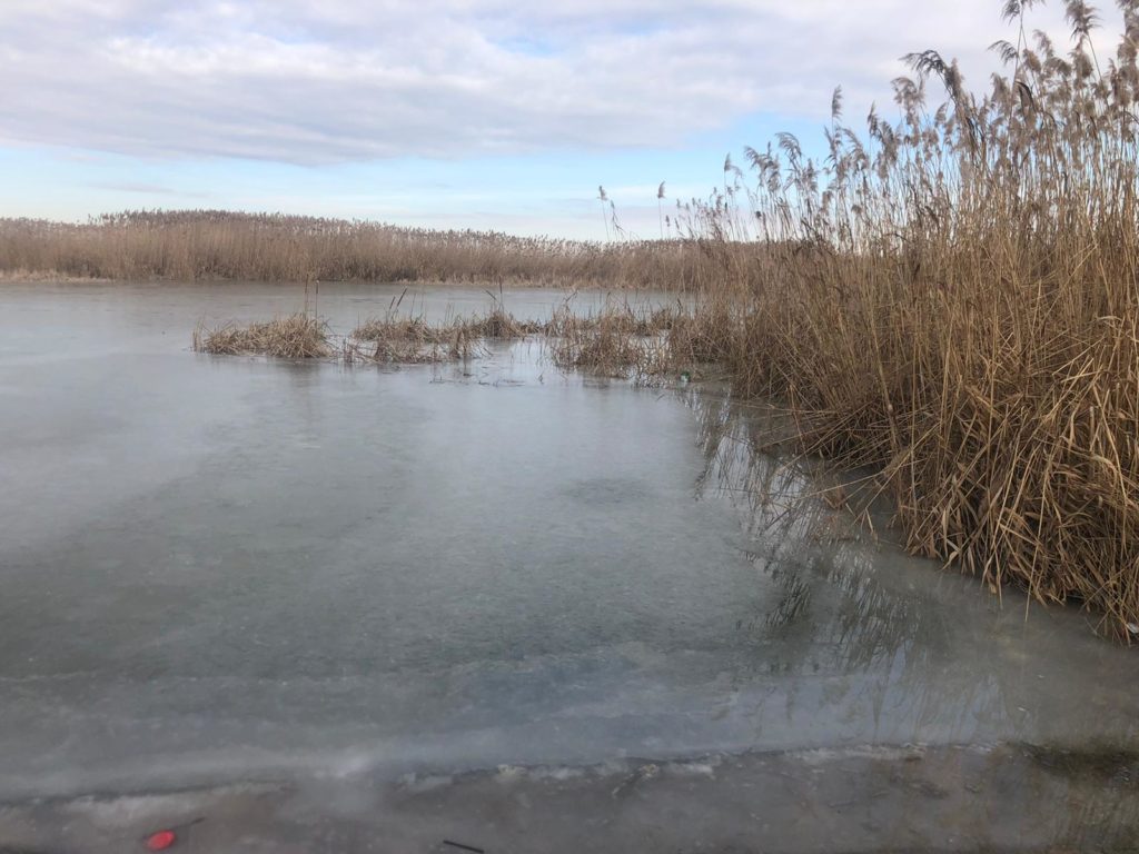 Cod galben în bazinele hidrografice Someş-Tisa, Crişuri, Jiu, Olt