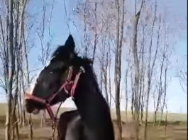 40 de cai legați, lăsați în frig și mizerie, pe marginea lacului Zarguzon Citeste tot pe: https://www.ziarelive.ro/stiri/40-de-cai-legati-lasati-in-frig-si-mizerie-pe-marginea-lacului-zarguzon.html